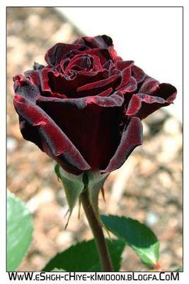 ﺁﺳًـﻘَﻮِ ﺳًـُﻮِﺭﻳّﺂ ﻋَـﺬٌﺑّـ ﺩُﻋَـﻮِﺁﺗُﻜﻢِ ﻑُ ﺣًـﻨٌﺠَـﺮﺗُﻬِﺂ ﻗَﺪُ ﺟَـﻔُّﺖُ
ﻋَـﻮِﻳّﻠَﺂً ﻭِﺻِـُﺮﺁﺥٌ ـﺂً !..
