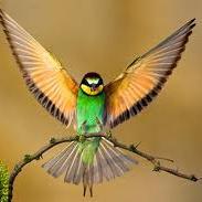 govindan23456's profile picture. 