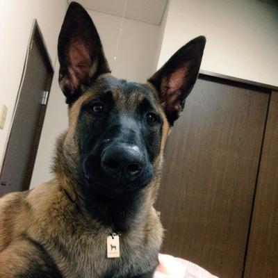 Luck マリノア Malinois616 Twitter