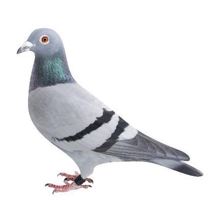 ハトぽっぽ船長さんのプロフィール画像