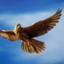 متابع بصمت (@0177w) Twitter