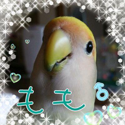 コザクラ大好きさんのプロフィール画像