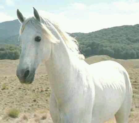 Lord and King of Horses. Owner of fabulous mane. Eater of hay. Swiftest steed. Faster than wind.