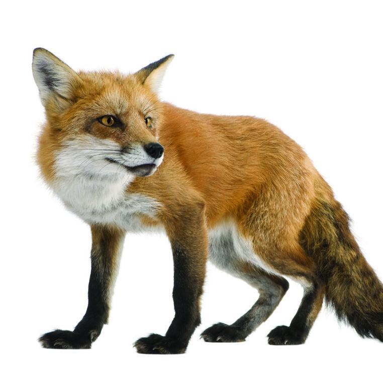 We are manufacturers and retailers of Best Fox Calls and other Foxing Products... Tried and tested - by us. We don't just sell things, we use them too!