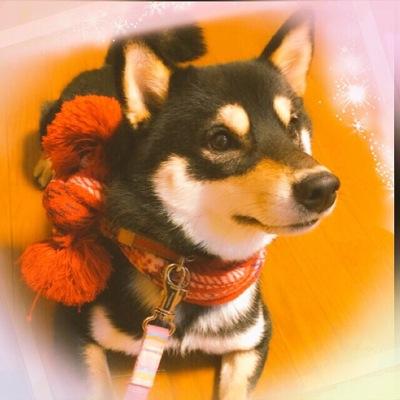 ♡愛犬についてつぶやきます♡