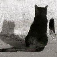 nirirep's profile picture. 