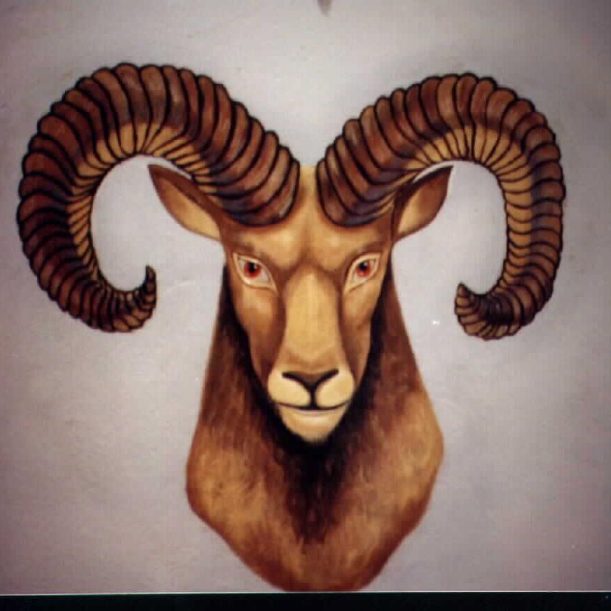 aminddofaries Profile Picture