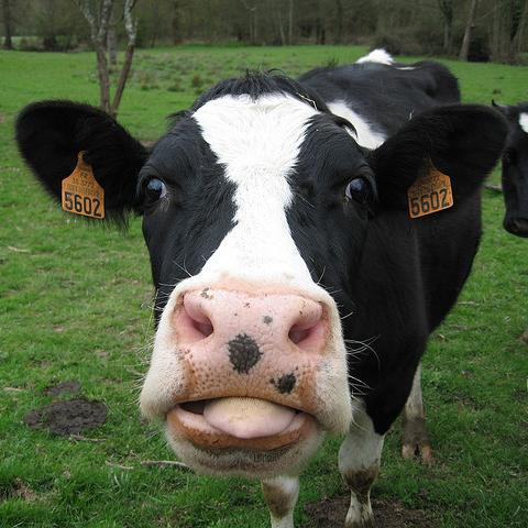 Je suis une vache qui vous observe et qui prend des notes sur le comprtement humain. Mon but est de vous exterminer.