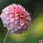 ch91saloni02's profile image