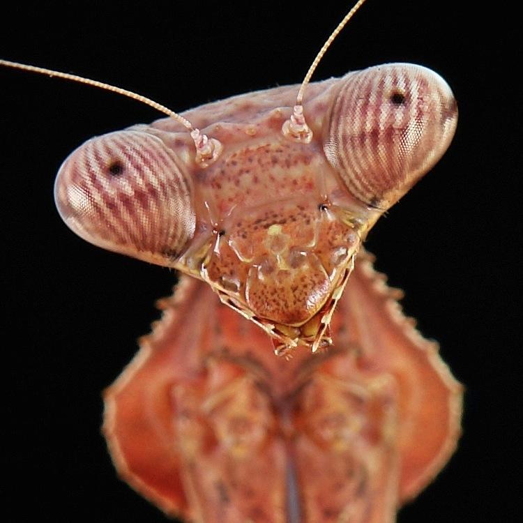 sinobug Profile Picture
