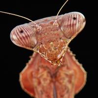 John Horstman (@sinobug) 's Twitter Profile Photo