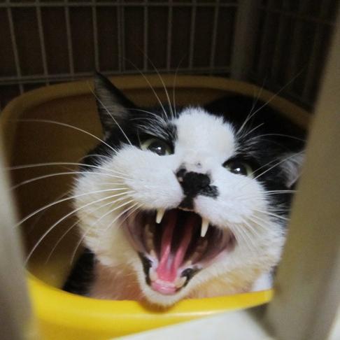 犬と猫とメダカと一緒に生きてます。
彩雲国、47ts、アイドル、雑多アニメ、中国ドラマなどいろいろ手出してます。

pixiv　古都莉

青空　ktrakiyo
