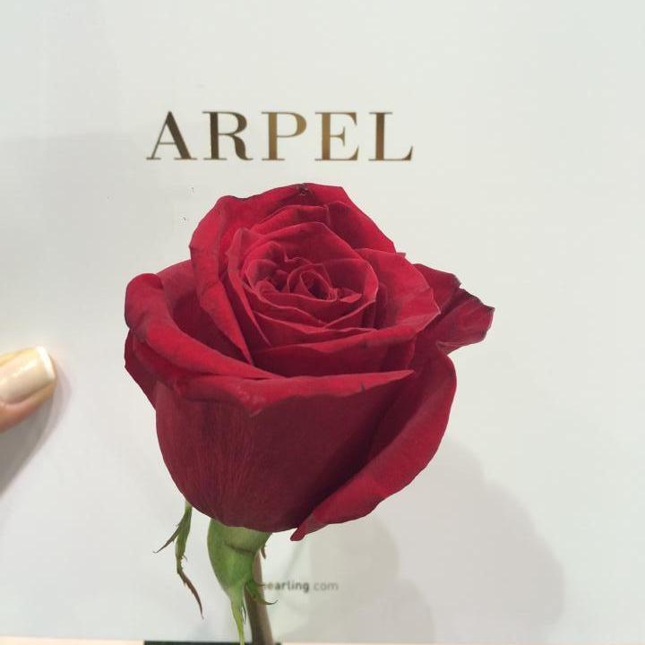 ARPELSHEARLING's profile picture. integrated shearling, fur, leather ready made garment manufacturer and tannery ahmet@arpelderi.com