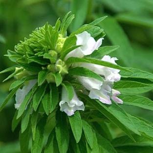 magokamo's profile picture. 