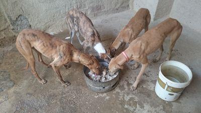si esta afición no es para crear amigos dedicate a otra cosa