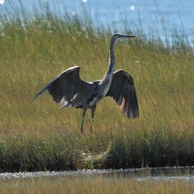 Two-hour guided boat tours of #Barnstable Harbor, The #GreatMarsh and #SandyNeck on #CapeCod. Also #sunset cruises! Tune out the grid, tune in to nature!