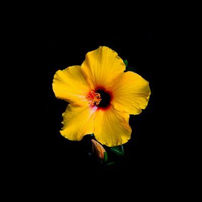 oktavianiedith's profile picture. God is good all the time