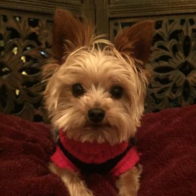 Hi. I'm Chico. I'm a 3 year old tea cup #yorkie that weighs 3 lbs (on a bad day). Don't forget to like and r/t all my pics.