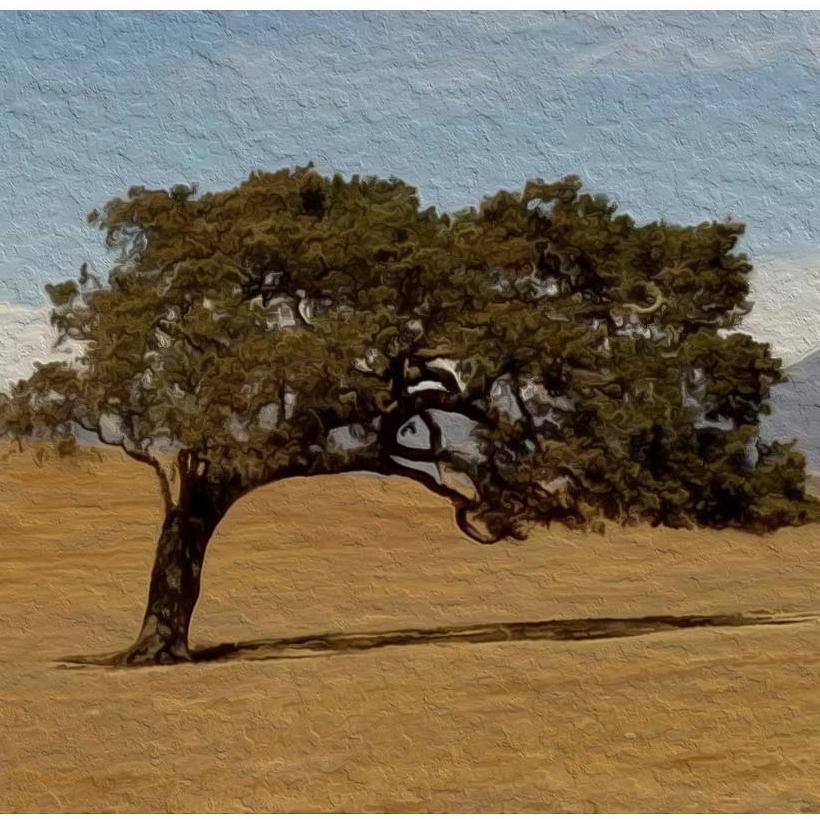 Santa Ynez Valley Education Foundation is a private, non-profit charitable and educational entity formed to provide support to Santa Ynez Valley Charter School
