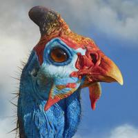 Peter Hoehsl (@peterhoehsl) Twitter profile photo