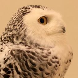 ムラムラした気持ちを発散するためにえっち目的で会える人！ぷろふみて！！
