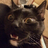 Cricket9Lives's profile picture. Your body starts to shiver, for no mere mortal can resist the evil of the thriller.