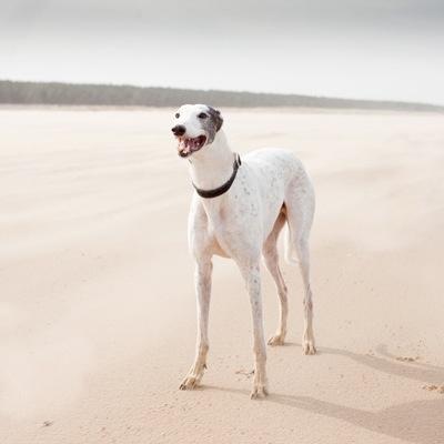 A fluffy, white, sweet natured greyhound. Patchie went OTRB 11/1/17  aged thirteen and a half. Mum is @phodographeruk #houndsoftwitter