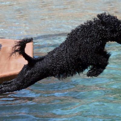 yoooo am dog. am name water wolf. am wolf of water? much can! but am real? for you decide!