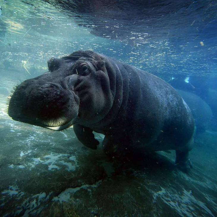 DutchPod's profile picture. Dutch Diaspora* project. Please join us on http://t.co/dmxHeXoP0S. Located in Iceland. Bitcoin: 12QeS1UJgKpJsPFVC6T3dHi15HqKusAjZ7 TOR: https://t.co/TWbXdmHuKj