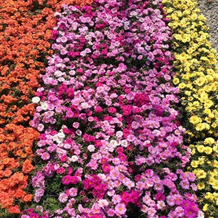 The Dabney Nursery Infodabney Twitter The Dabney Nursery