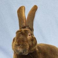 Ernst Gnigler (@karlbru) Twitter profile photo