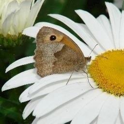 All things wildlife - in my garden and beyond!!! Member of Yorkshire Wildlife Trust and RSPB, among others