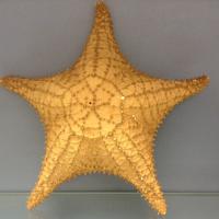 cathy brennan (@ocsbmrsbrennan) 's Twitter Profile Photo