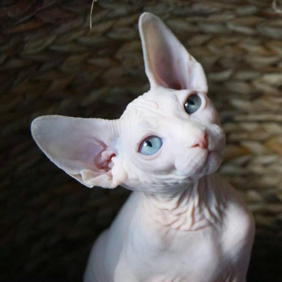 Sphynx Breeder
