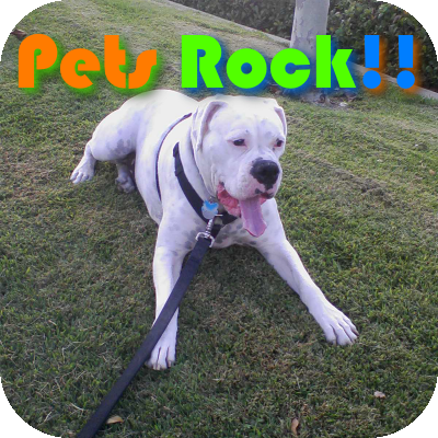 PetsRock3's profile picture. I train your pet at Pets Rock.