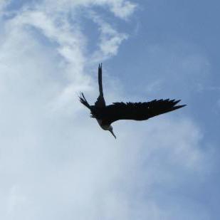 I am a bird, I am air..I AM AIR PELICAN THE BIRD. ♪( ´θ｀)ノ
