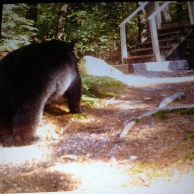 There's a 400 lb American black bear on my driveway. Cottaging in the most beautiful place in Ontario .