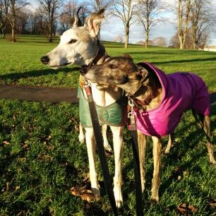 We are ex-racing greyhounds and we are enjoying our retirement muchly.