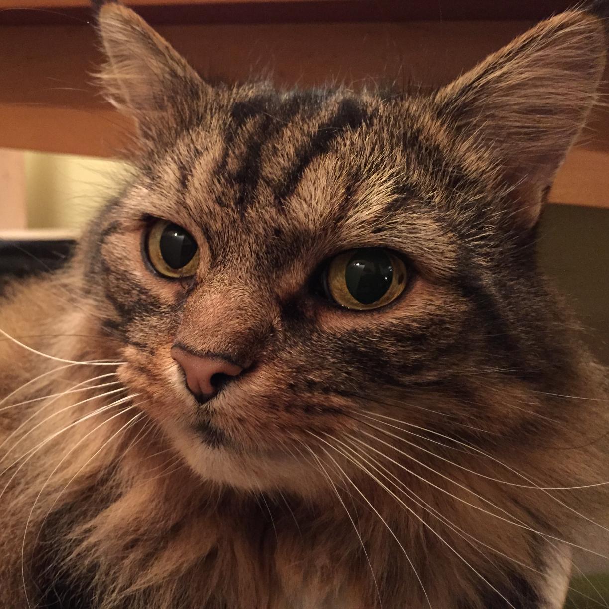 Leveller11's profile picture. 