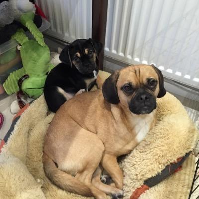 Hey, Im a  cheeky little puggle named Charlie and I live in Scotland. Check out my blog at http://t.co/65cYqepBqb