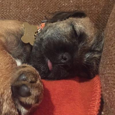 BadBocho's profile picture. Border Terrier with a bad mouth, who usually gets what he wants. If he doesn't, he takes revenge - bag dog style!