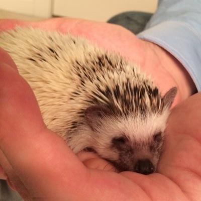 Bruce_Quillis's profile picture. The cutest damn hedgie you've ever seen