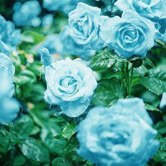 Silence is the sleep that nourishes wisdom.-Francis Bacon