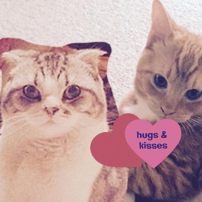 hi i'm ollie the cat and i am olivia benson's soulmate