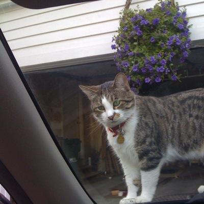 dorkasaurus's profile picture. Die-hard Cubs fan. Iowa Hawkeyes fan. Animal lover. Fitness fanatic! Married to @Boomer812