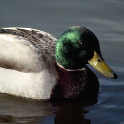 Representing all my mallards out there