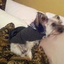 Janice Peek - @darefairyto - Twitter