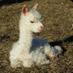 Texas Trails Alpacas (@txtalpacas) Twitter profile photo