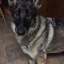 Jeanette Johnson - @jjlovescats2015 - Twitter