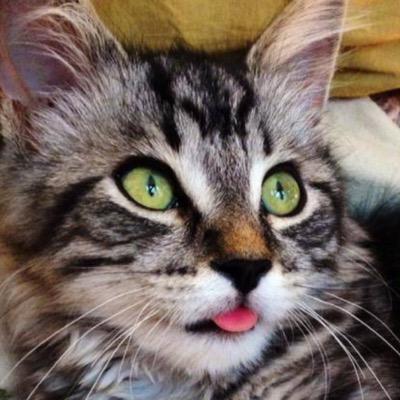 polly prissy pants on twitter helping ma wrap her christmas